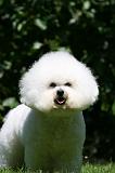 BICHON FRISE 629